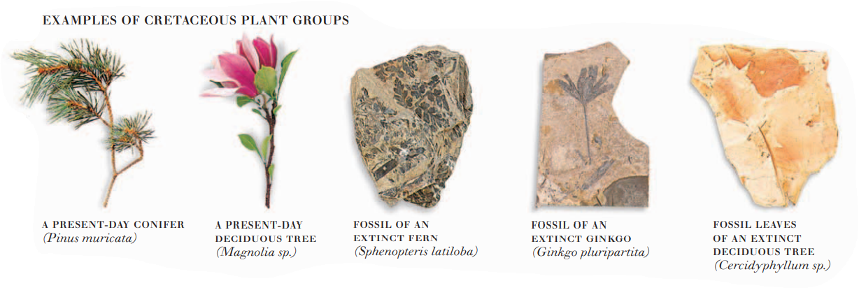 Jurassic Period Plants And Animals