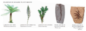 jurassic plant life